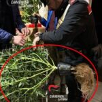 Produceva in casa la marijuana da vendere